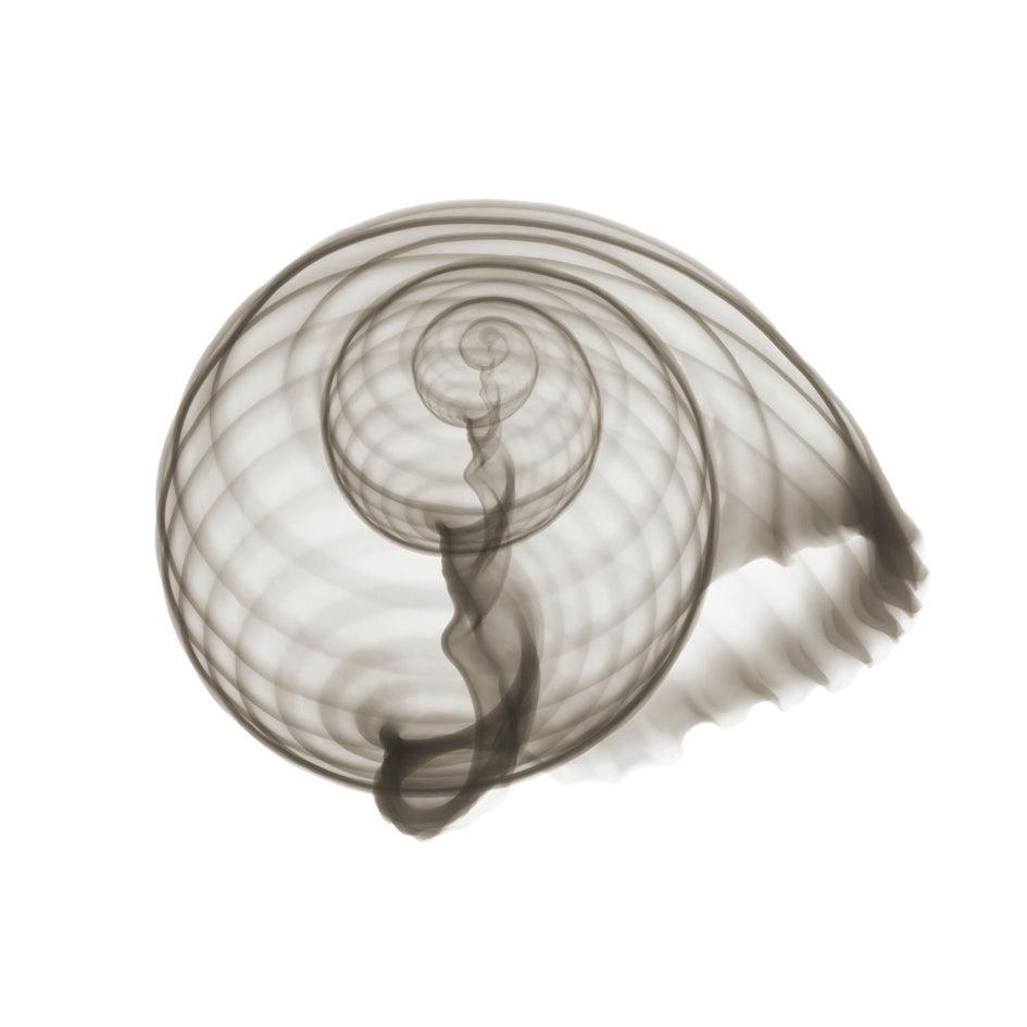 Emperor Conch-Photographic Print-Nick Veasey-Sorrel Sky Gallery