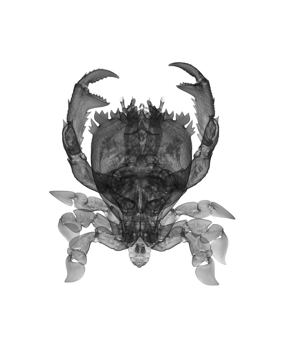 Frog Crab BW-Photographic Print-Nick Veasey-Sorrel Sky Gallery