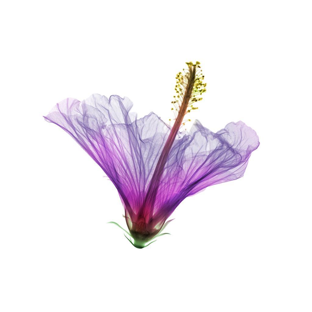 Hibiscus-Photographic Print-Nick Veasey-Sorrel Sky Gallery