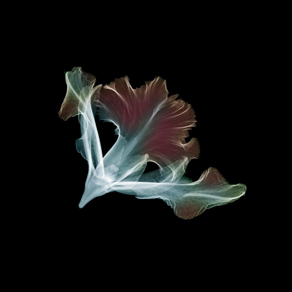 Ice cap-Photographic Print-Nick Veasey-Sorrel Sky Gallery