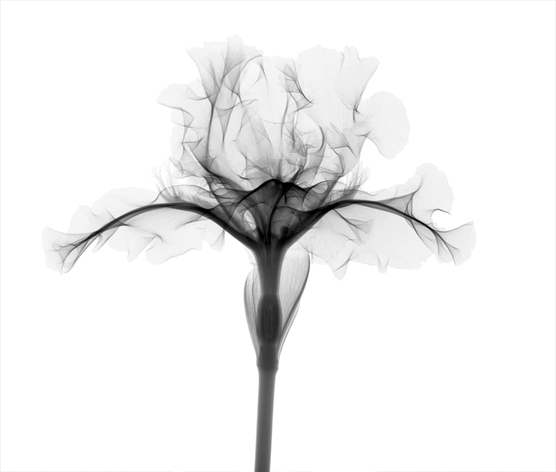 Iris Enlarged w-Photographic Print-Nick Veasey-Sorrel Sky Gallery