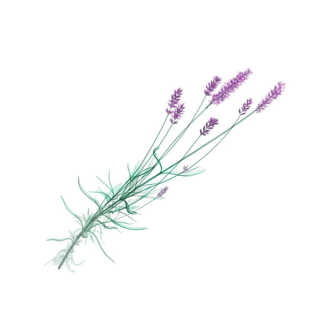 Lavender-Photographic Print-Nick Veasey-Sorrel Sky Gallery