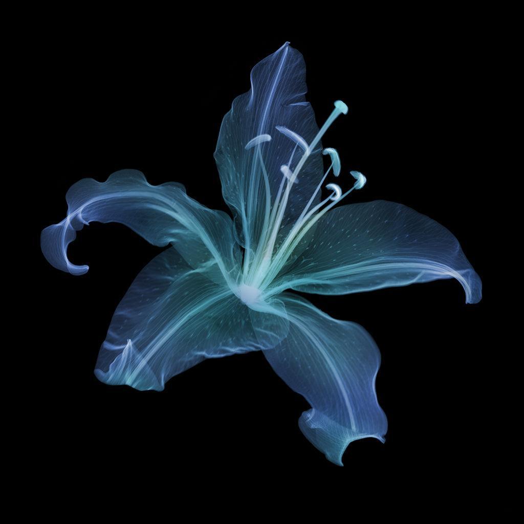 Lily Blue-Photographic Print-Nick Veasey-Sorrel Sky Gallery