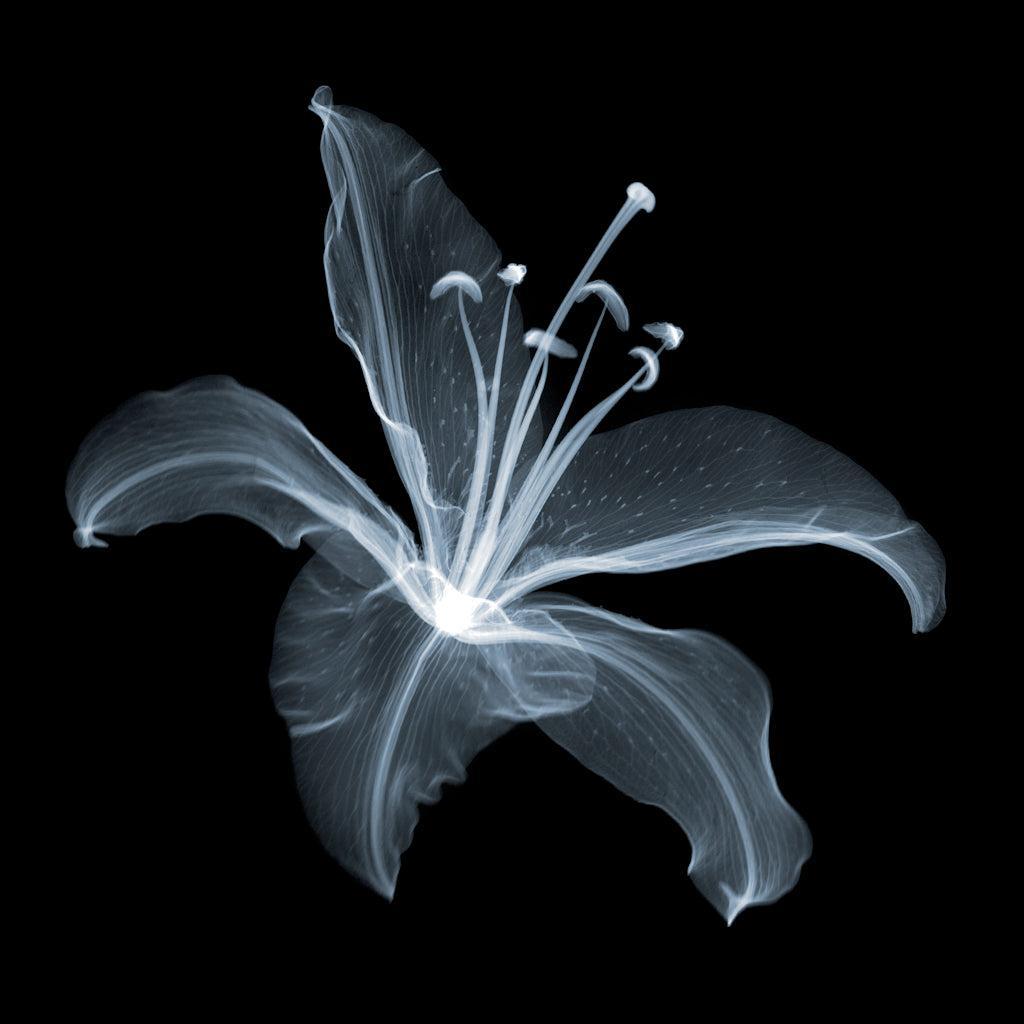 Lily C-Photographic Print-Nick Veasey-Sorrel Sky Gallery