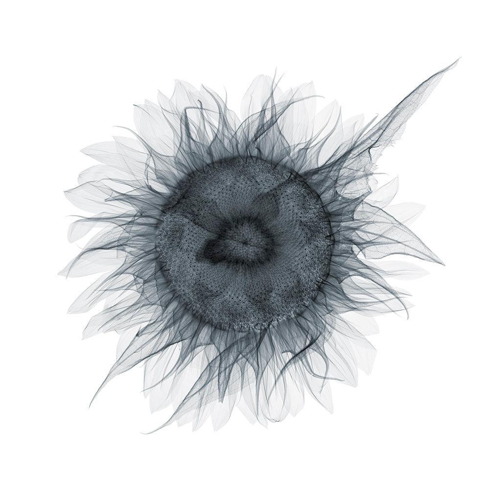 Messy Sunflower-Photographic Print-Nick Veasey-Sorrel Sky Gallery