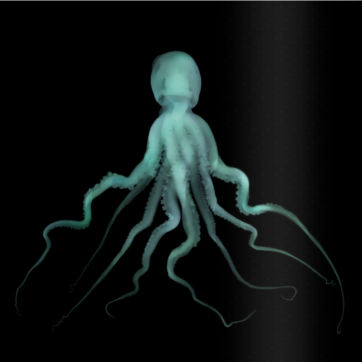 Octopus-Photographic Print-Nick Veasey-Sorrel Sky Gallery