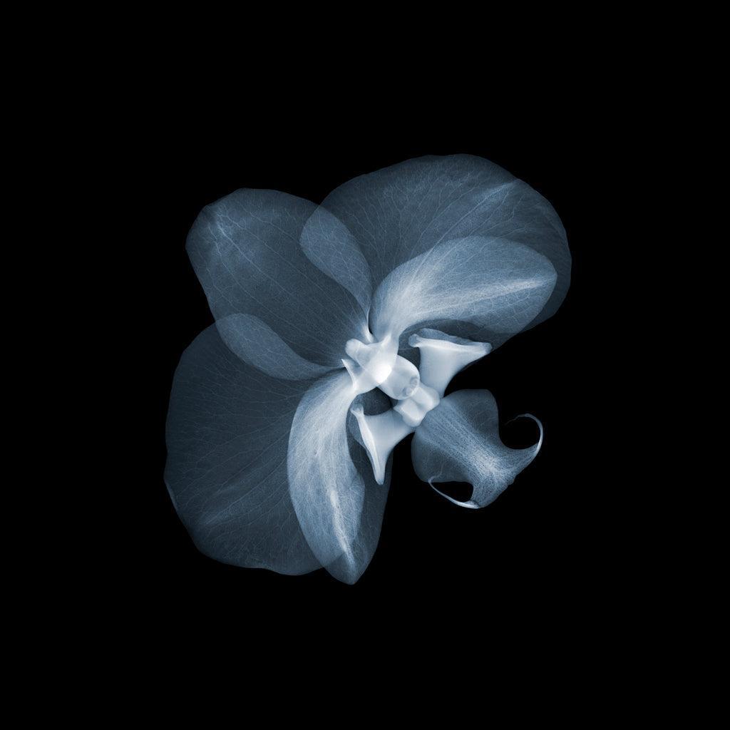 Orchid 3-Photographic Print-Nick Veasey-Sorrel Sky Gallery