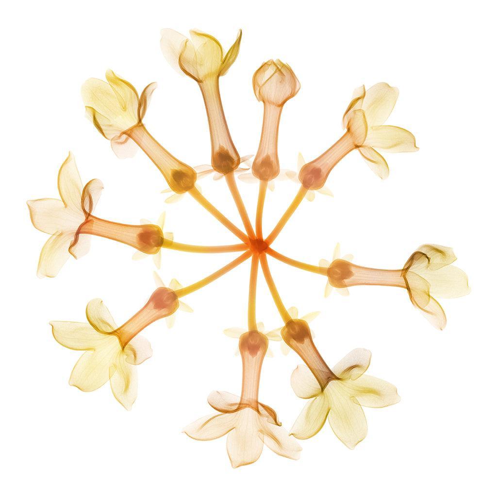 Osmanthus-Photographic Print-Nick Veasey-Sorrel Sky Gallery