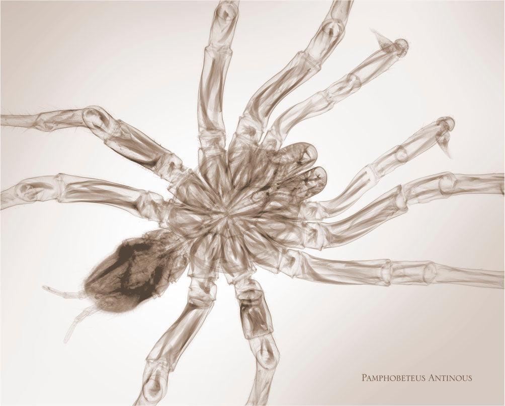 Pamphobeteus Antinous-Photographic Print-Nick Veasey-Sorrel Sky Gallery