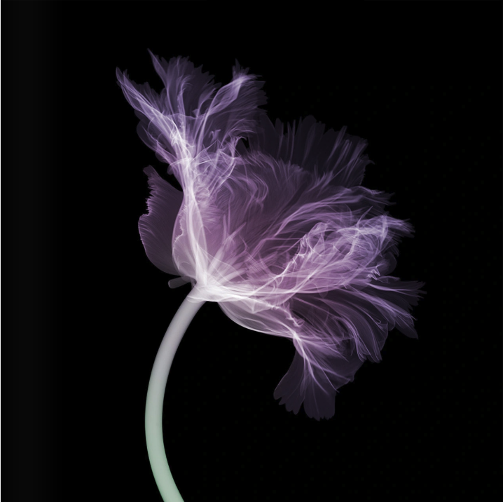 Parrot Tulip (side)-Photographic Print-Nick Veasey-Sorrel Sky Gallery