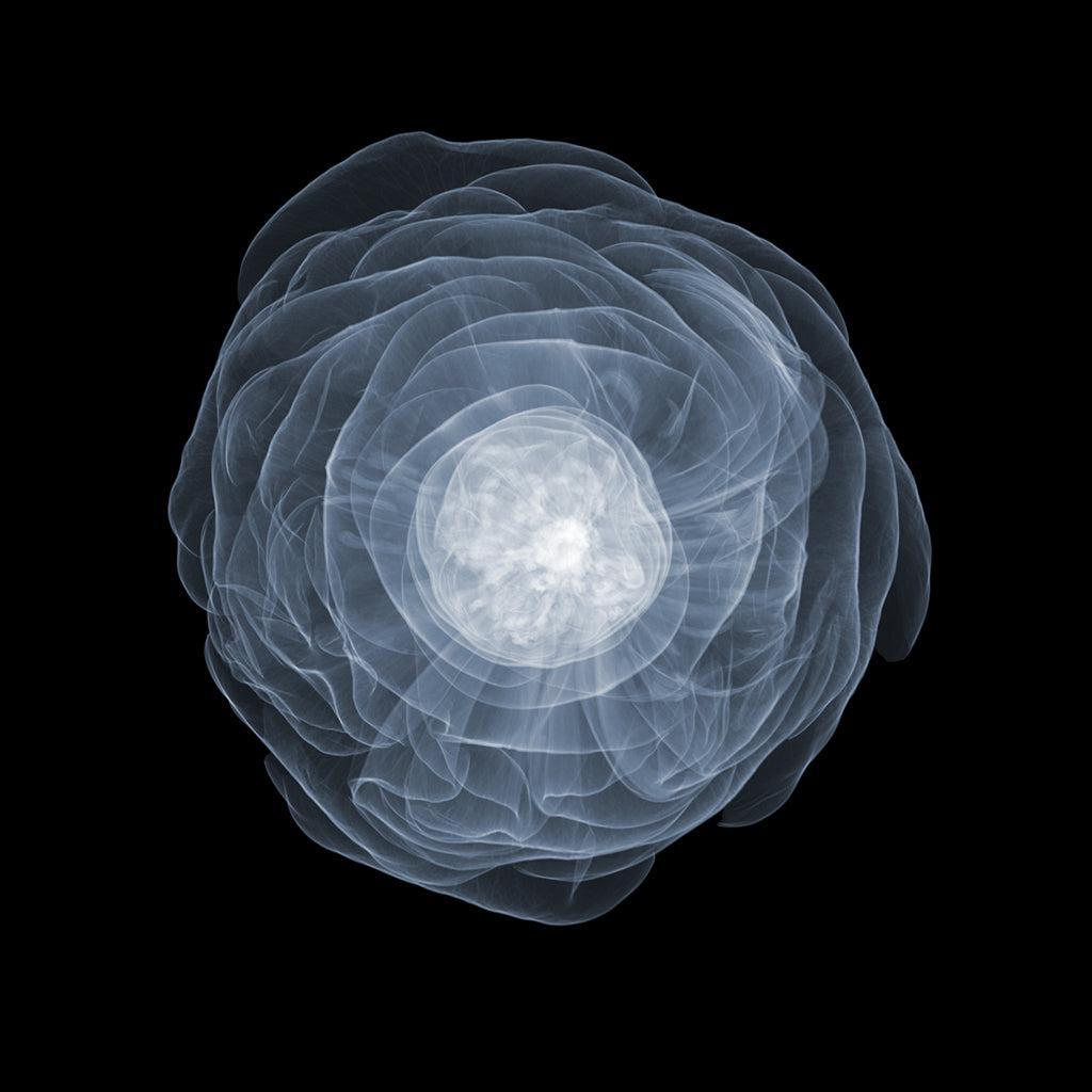 Peony Above Tight 3mb-Photographic Print-Nick Veasey-Sorrel Sky Gallery