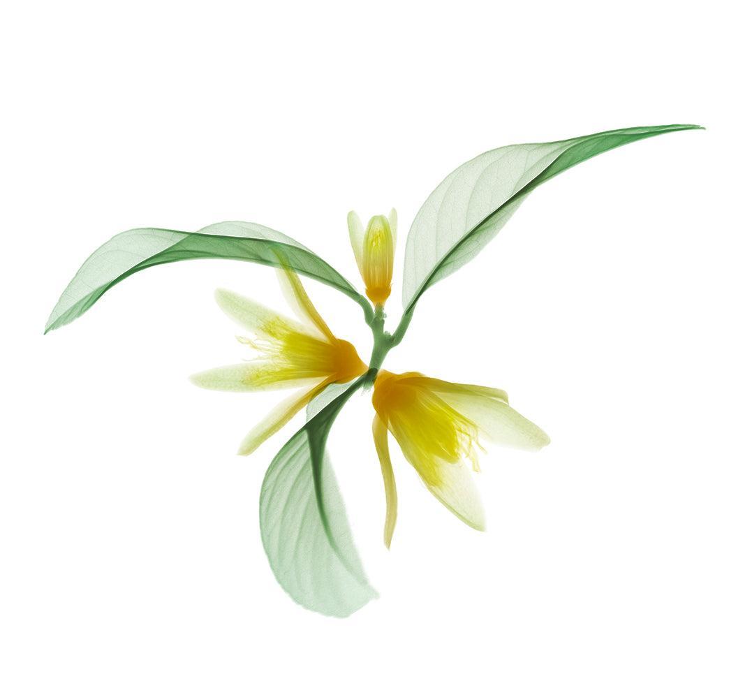 Petit Grain-Photographic Print-Nick Veasey-Sorrel Sky Gallery