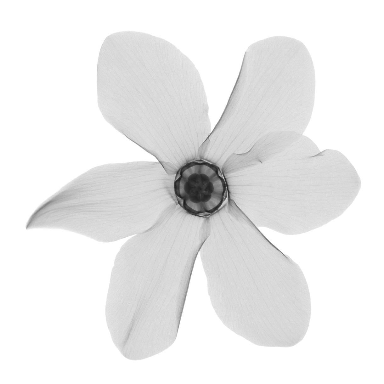 Primula-Photographic Print-Nick Veasey-Sorrel Sky Gallery