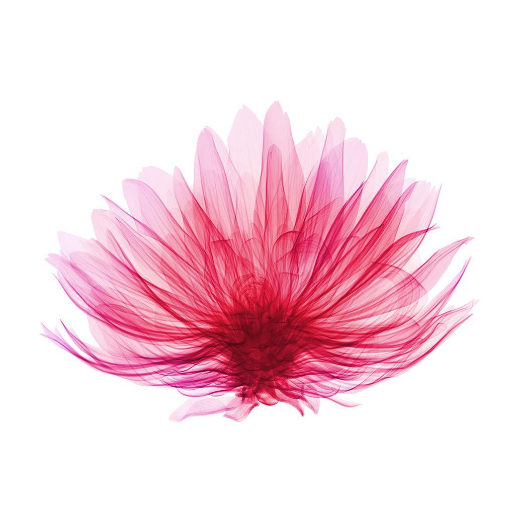 Red Ginger-Photographic Print-Nick Veasey-Sorrel Sky Gallery