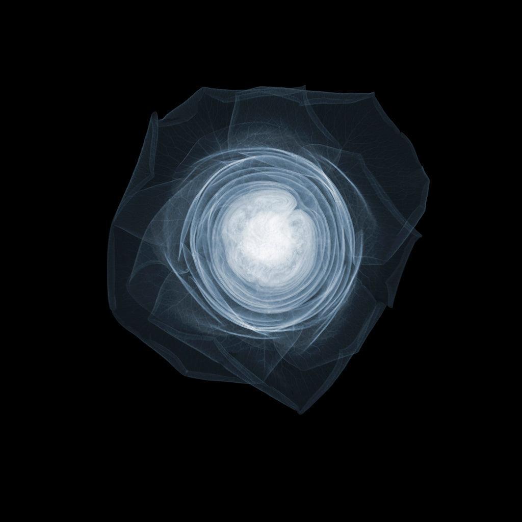 Rose Front Open-Photographic Print-Nick Veasey-Sorrel Sky Gallery