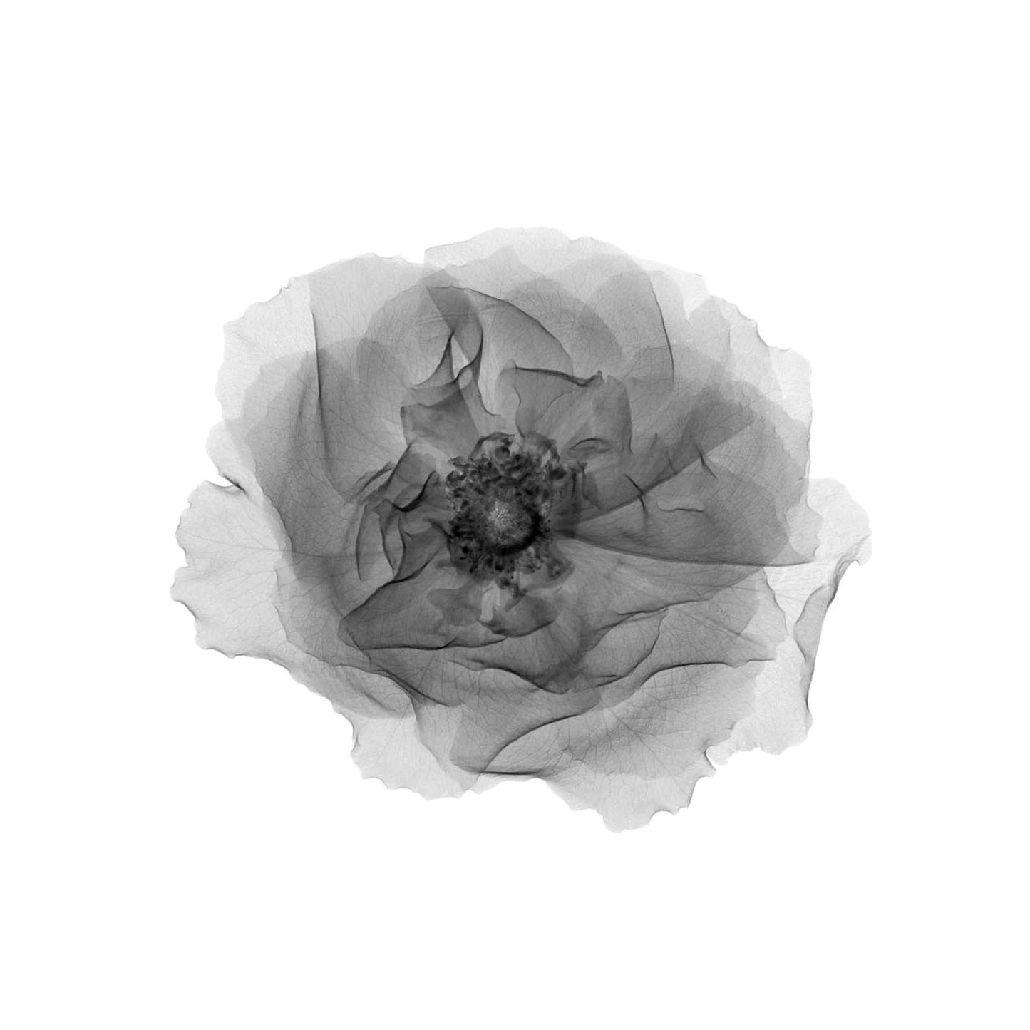 Rose Head 1-Photographic Print-Nick Veasey-Sorrel Sky Gallery