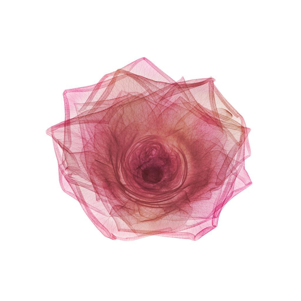 Rose Head-Photographic Print-Nick Veasey-Sorrel Sky Gallery