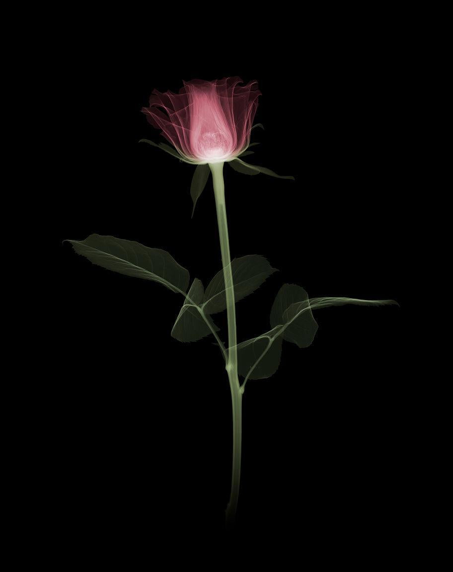 Rose Stem-Photographic Print-Nick Veasey-Sorrel Sky Gallery