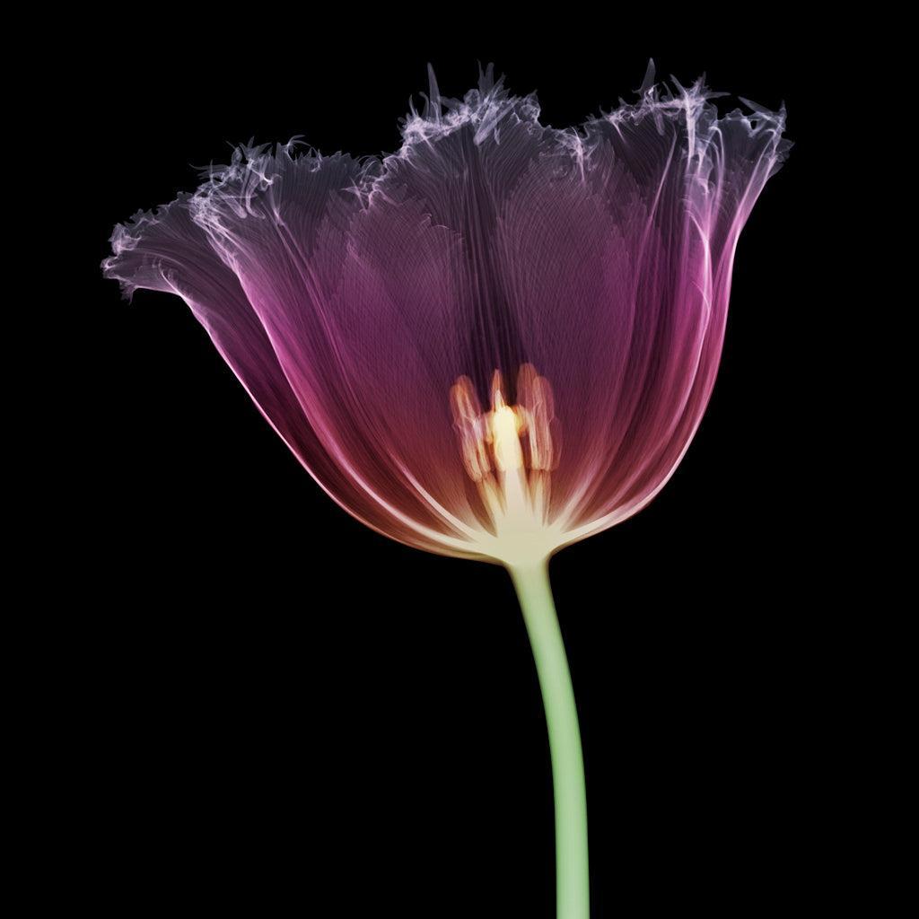Serrated Tulip Head-Photographic Print-Nick Veasey-Sorrel Sky Gallery