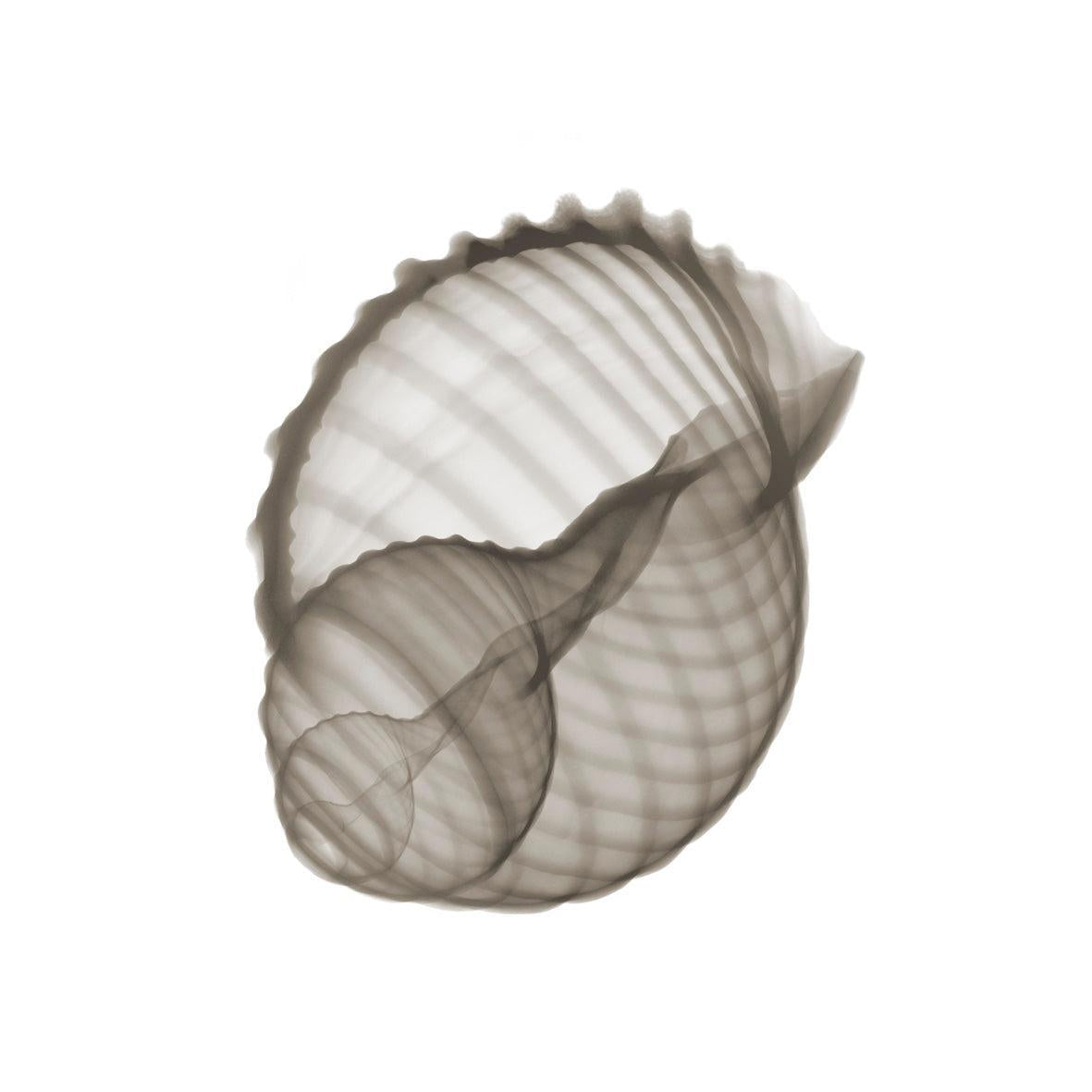 Shell 2 Sepia-Photographic Print-Nick Veasey-Sorrel Sky Gallery