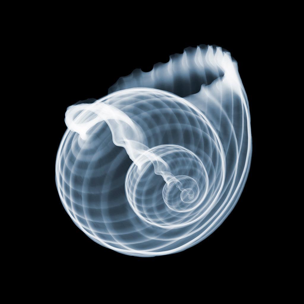 Shell A 3-Photographic Print-Nick Veasey-Sorrel Sky Gallery