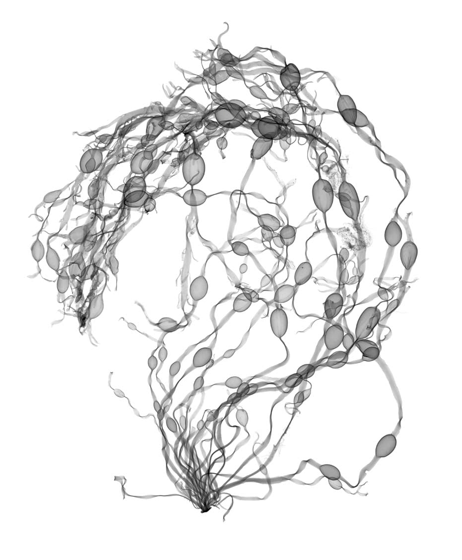 Shell v1758-Photographic Print-Nick Veasey-Sorrel Sky Gallery