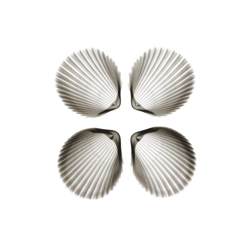 Shell v921-Photographic Print-Nick Veasey-Sorrel Sky Gallery