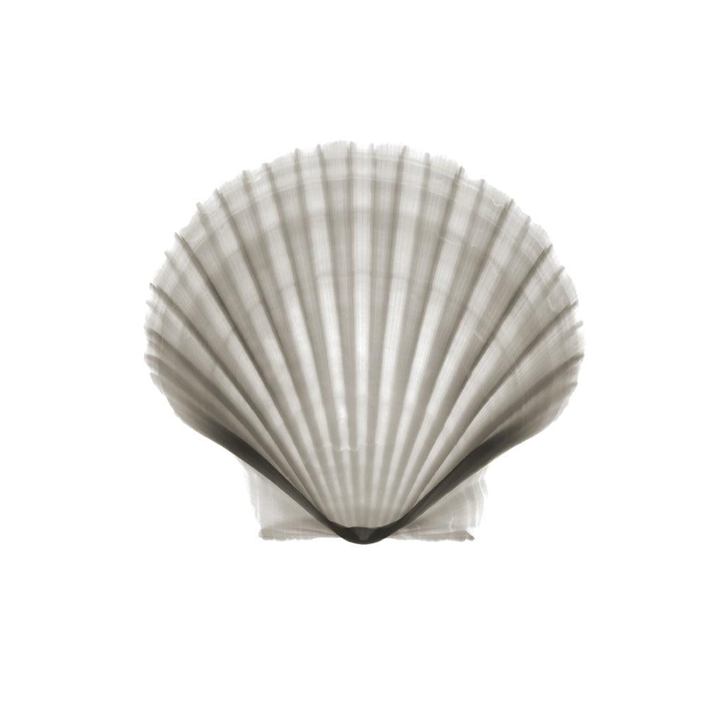 Shell v923-Photographic Print-Nick Veasey-Sorrel Sky Gallery
