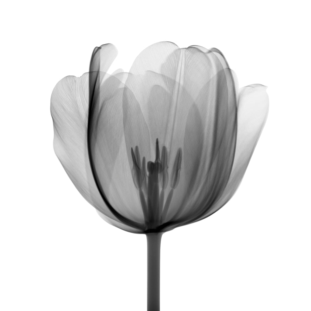 TULIPページ Tulip Head RH | Nick Veasey | Sorrel Sky Gallery