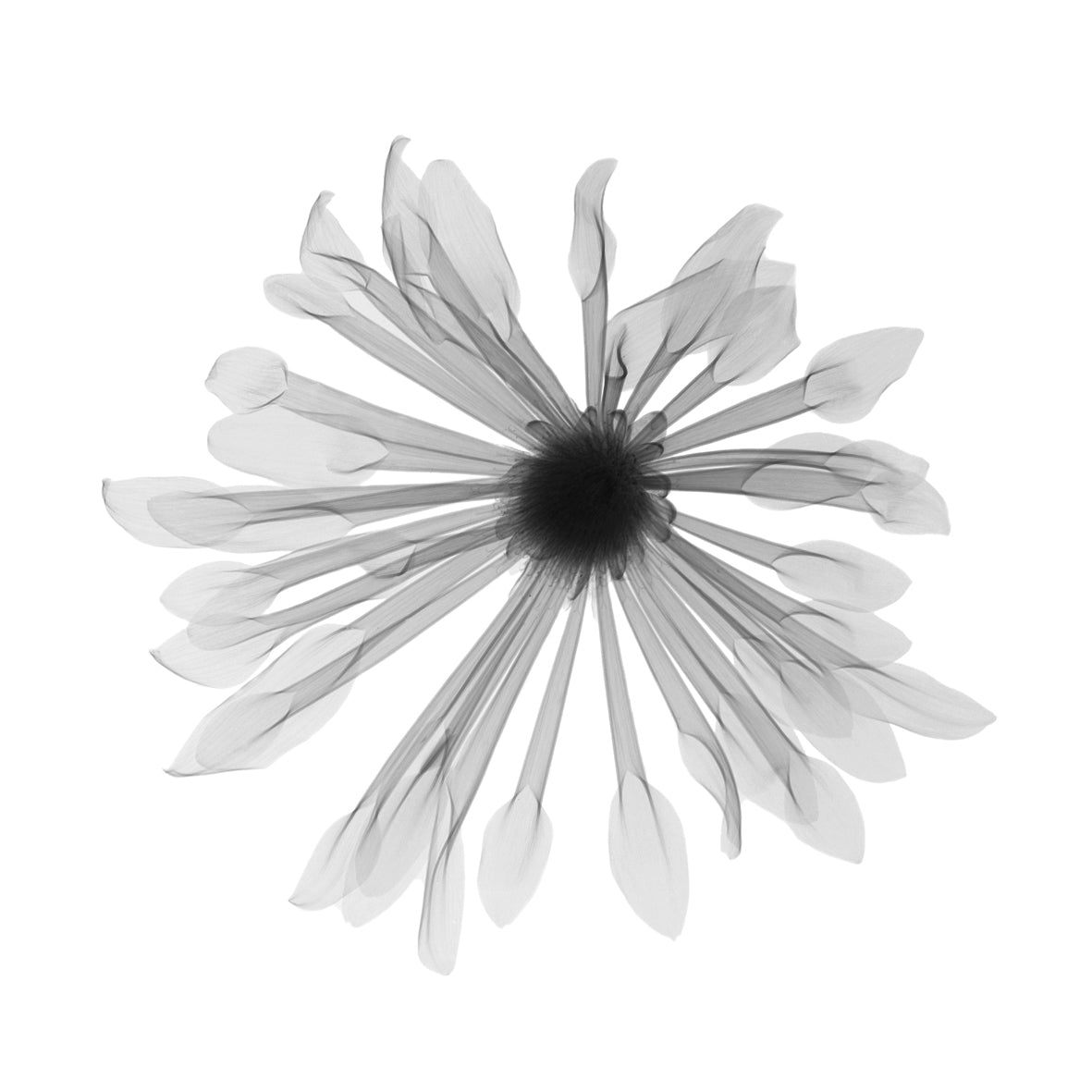 Tulip w-Photographic Print-Nick Veasey-Sorrel Sky Gallery