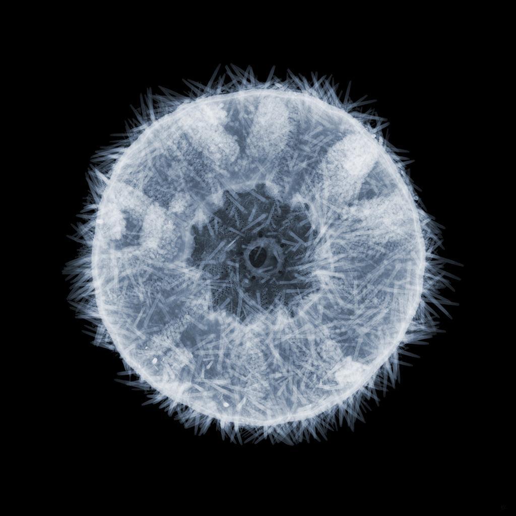 West Indian Sea Egg-Photographic Print-Nick Veasey-Sorrel Sky Gallery