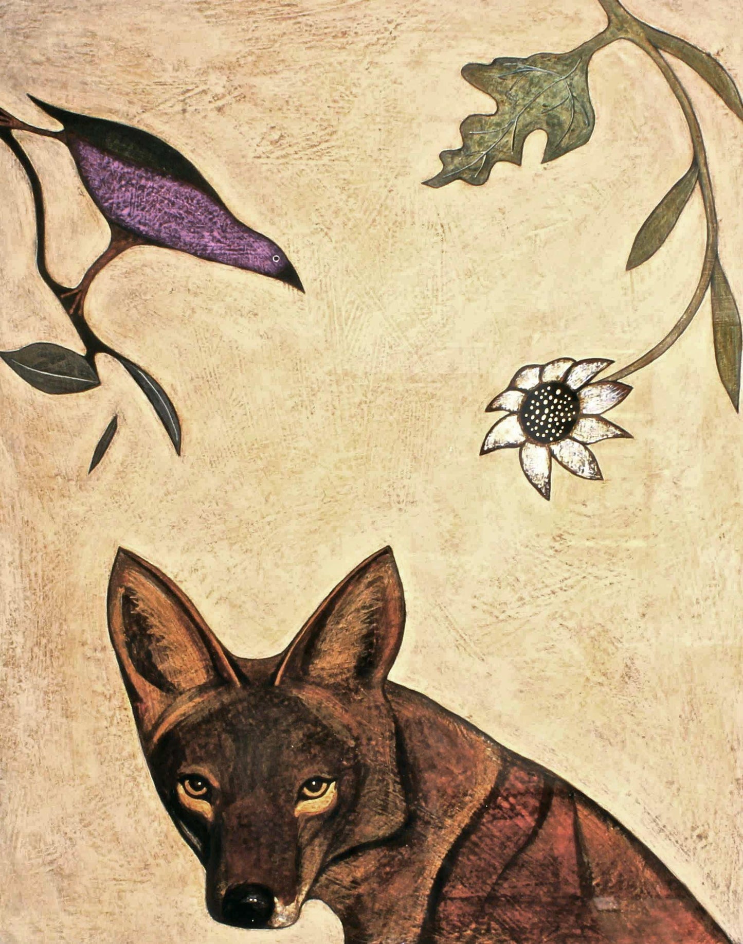 Coyote