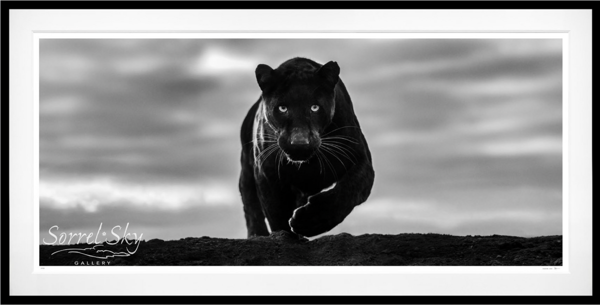 NOIR (B&W)