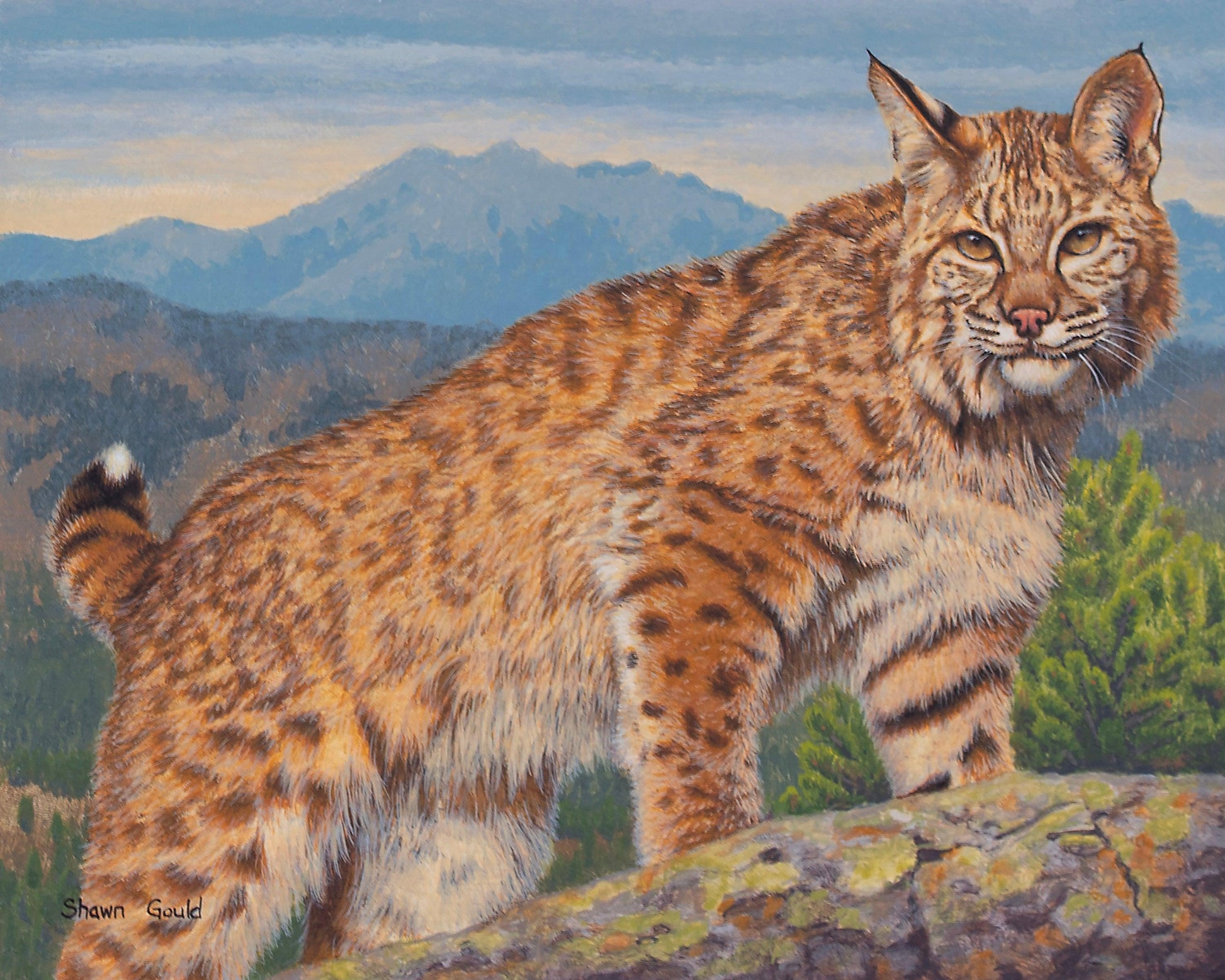 Mountain Top Bobcat-Painting-Shawn Gould-Sorrel Sky Gallery