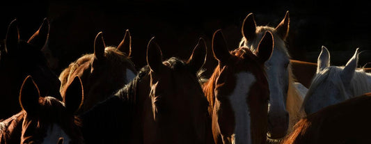 Gathering-Photographic Print-Tony Stromberg-Sorrel Sky Gallery
