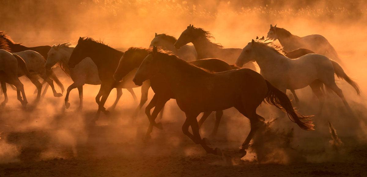 Thunder-Photographic Print-Tony Stromberg-Sorrel Sky Gallery