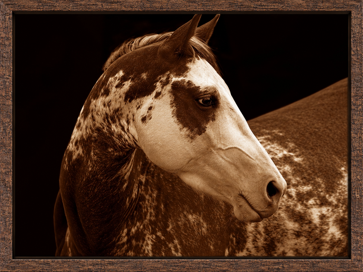 Painted Pony