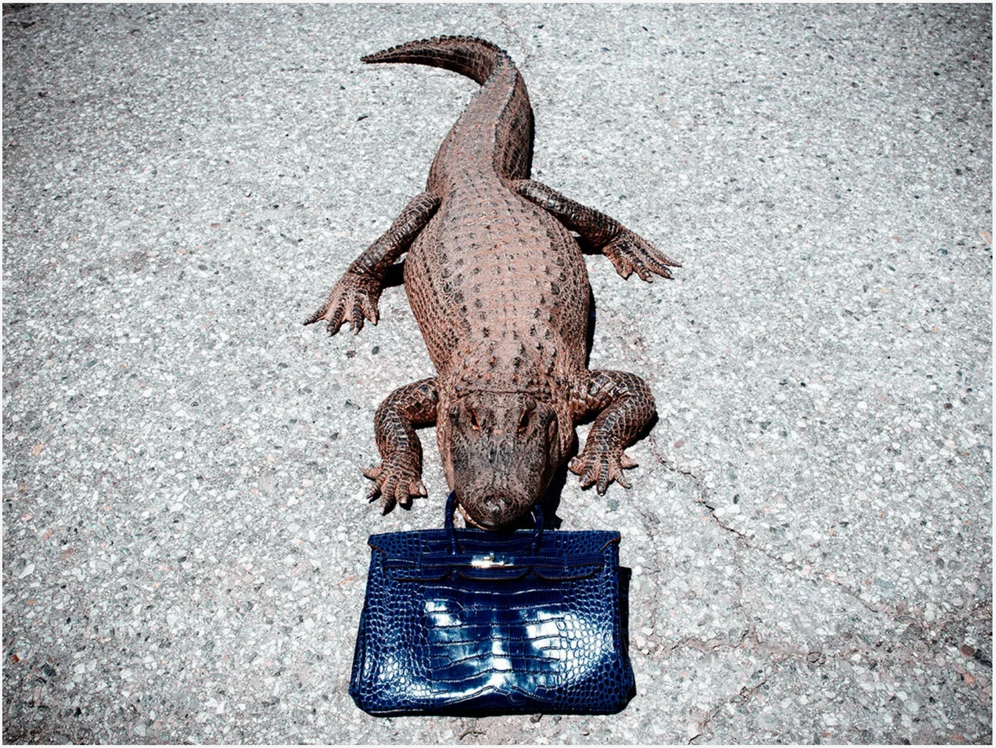 Gator Birkin-Photographic Print-Tyler Shields-Sorrel Sky Gallery