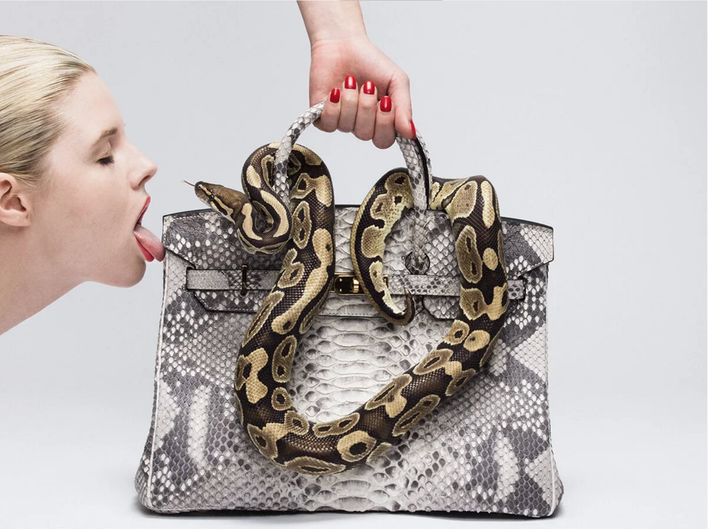 Python Birkin-Photographic Print-Tyler Shields-Sorrel Sky Gallery