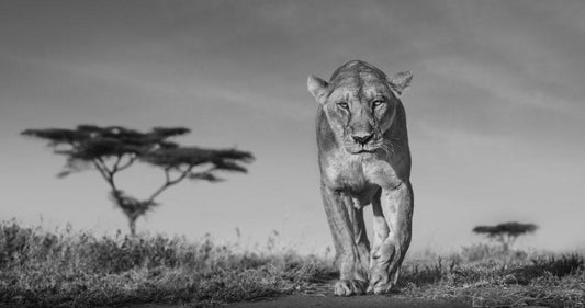 Acacia-Photographic Print-David Yarrow-Sorrel Sky Gallery