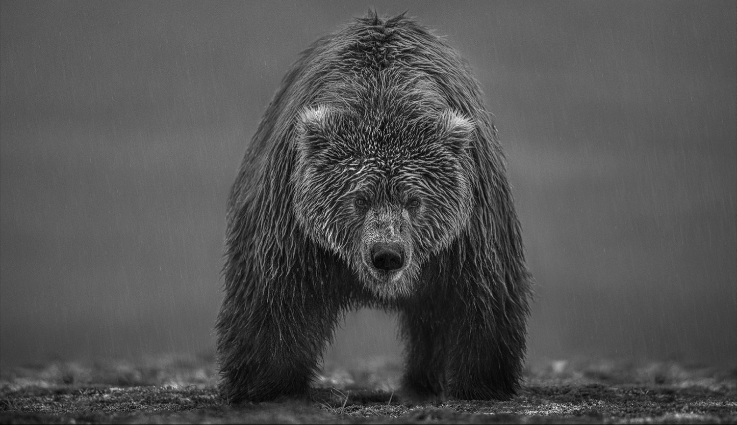 Bearish II-Photographic Print-David Yarrow-Sorrel Sky Gallery