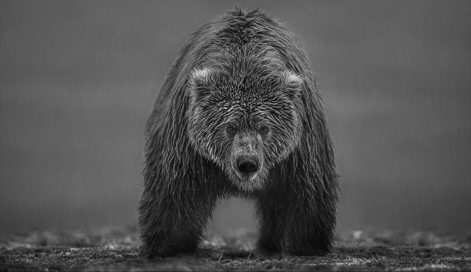 Bearish II-Photographic Print-David Yarrow-Sorrel Sky Gallery