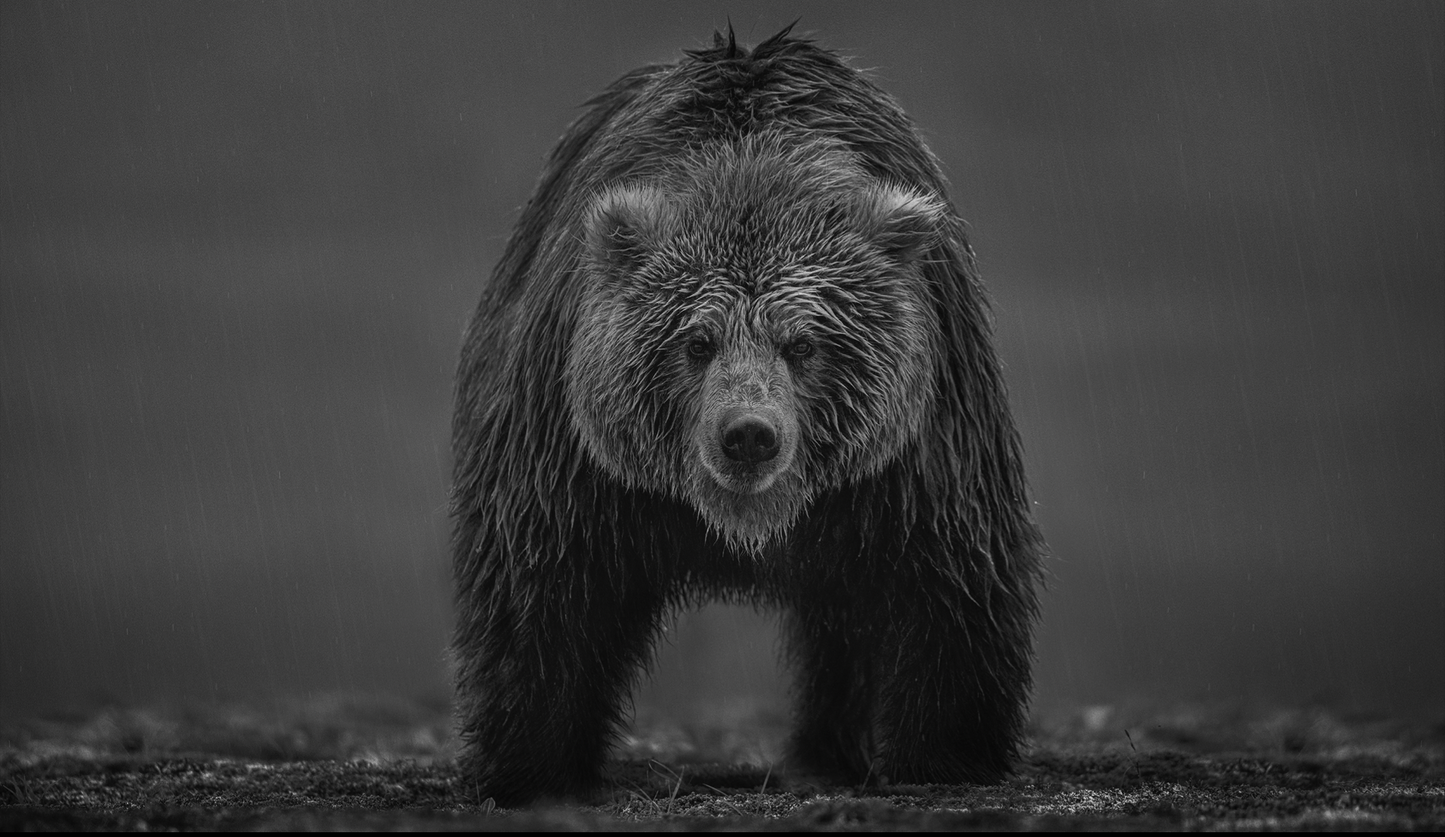 Bearish-Photographic Print-David Yarrow-Sorrel Sky Gallery