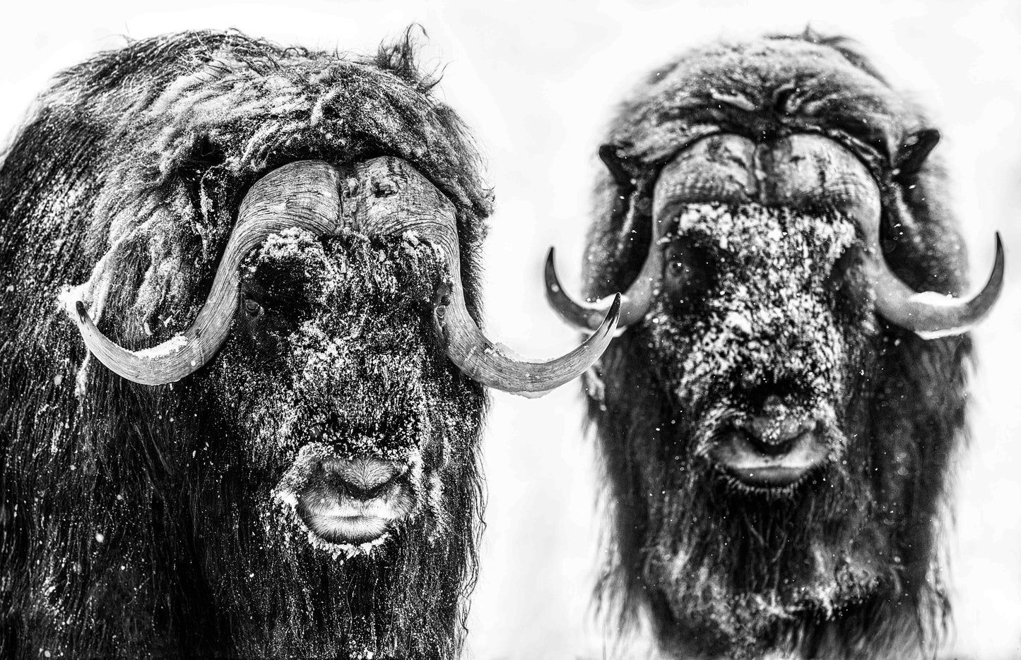 Hell's Kitchen-Photographic Print-David Yarrow-Sorrel Sky Gallery