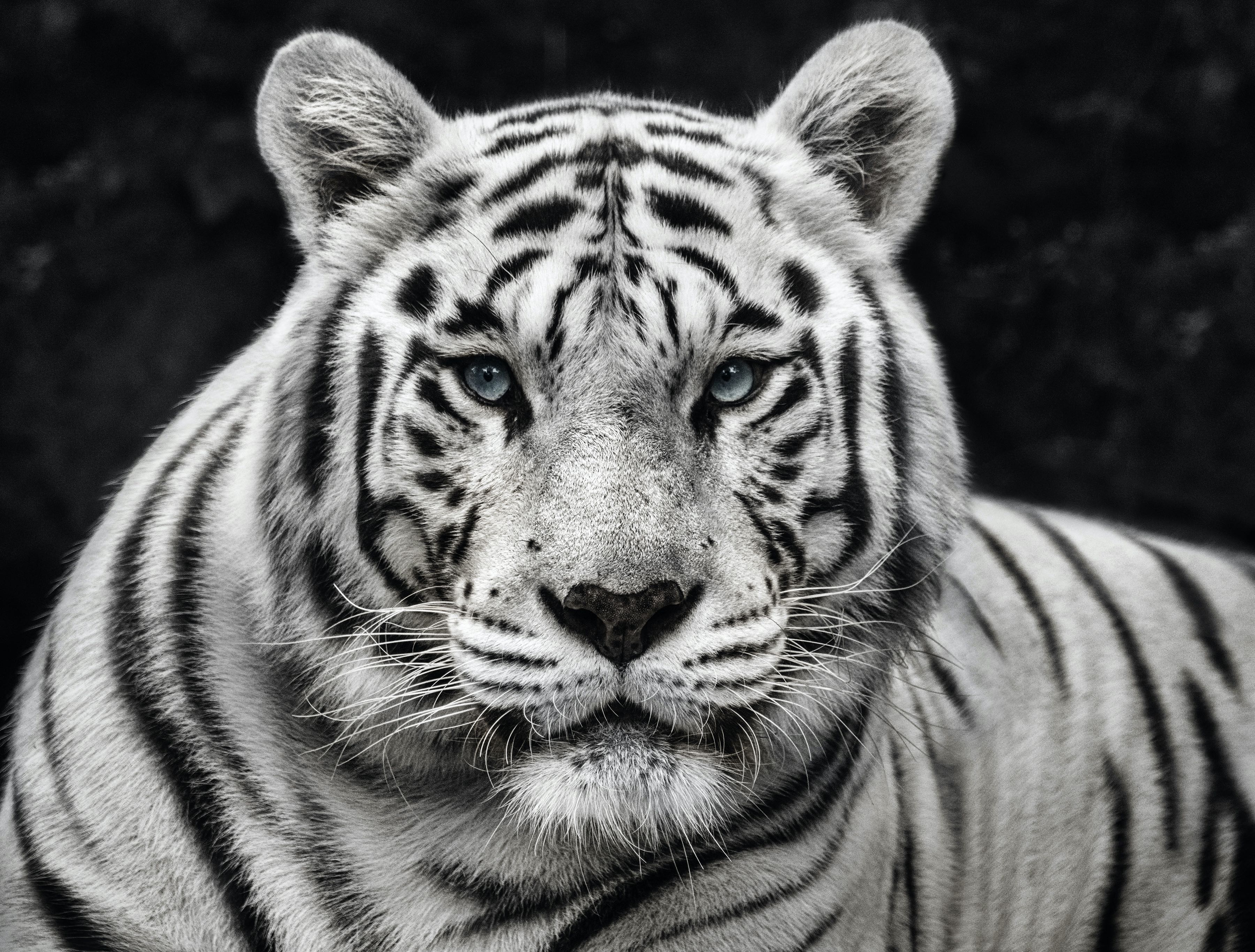 Photo & Art Print Face to face with white bengal tiger
