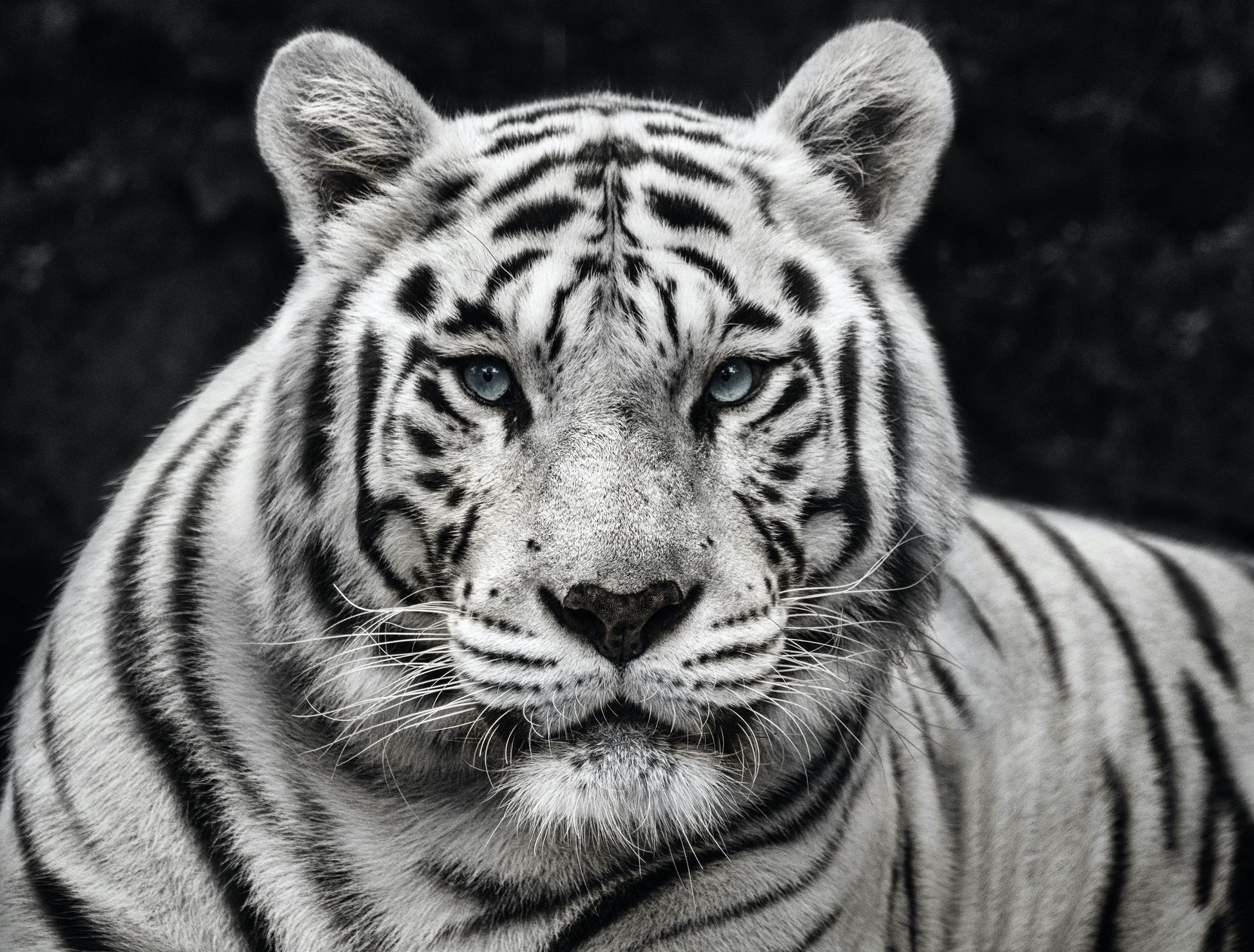 Mohan-Photographic Print-David Yarrow-Sorrel Sky Gallery