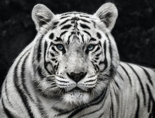 Mohan-Photographic Print-David Yarrow-Sorrel Sky Gallery