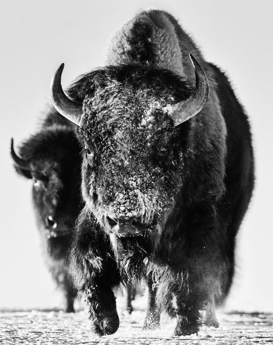 Snow Monster-Photographic Print-David Yarrow-Sorrel Sky Gallery