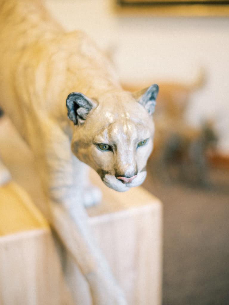 Cougar - Lifesize