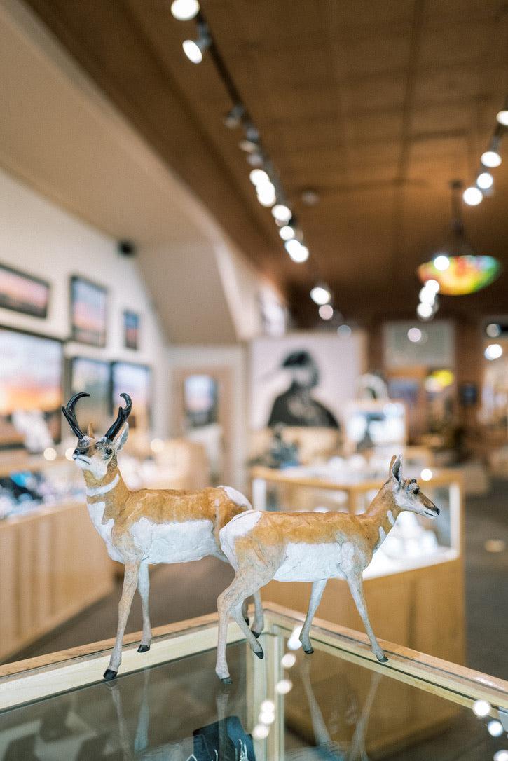 Pronghorn Antelope Doe